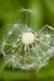 Fototapeta Dmuchawce - Dandelion seeds