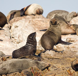 Fototapeta Łazienka - Brown fur seals, Arctocephalus pusillus, South Africa