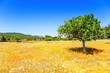 Ibiza agriculture with fig tree and wheat