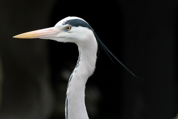 Sticker - Great blue heron