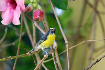 Sticker - bananaquit