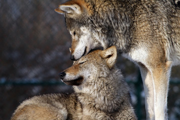 Poster - wolf love