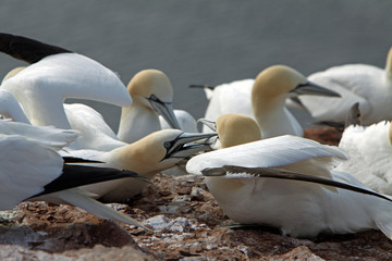 Canvas Print - Basstölpel am Vogelfelsen auf Helgoland