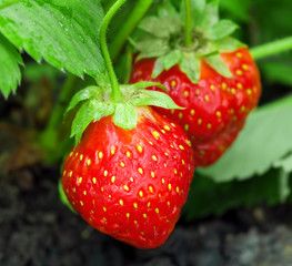 Strawberry plant, two berries, outdoor shot