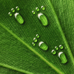 Water footprints on leaf