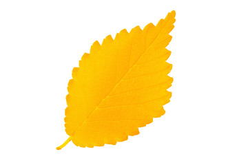 Wall Mural - Yellow autumn leaf elm isolated on white background