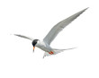 Common Tern in fright