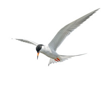 Common Tern In Fright