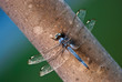 Dragonfly resting on tree trunk