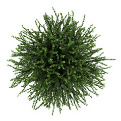 Wall Mural - top view of coral beauty bush isolated on white background