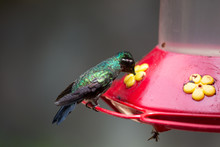 Hummingbird In Costa Rica