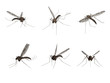 Mosquito, isolated on white background