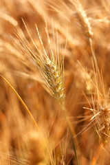 Ears of ripe wheat