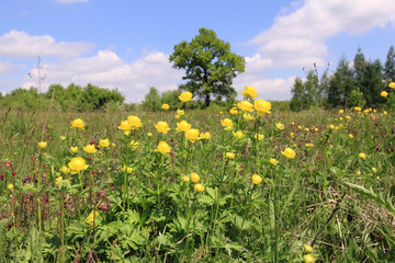 Sticker - Globeflower blooms in a meadow