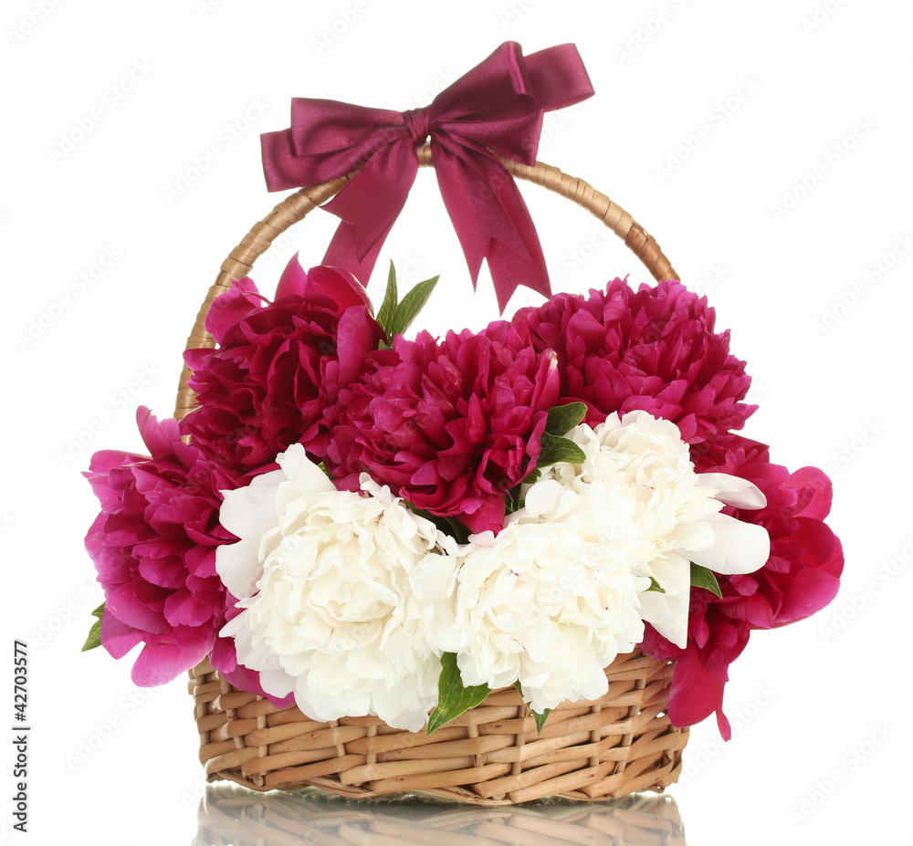 beautiful pink and white peonies in basket with bow isolated