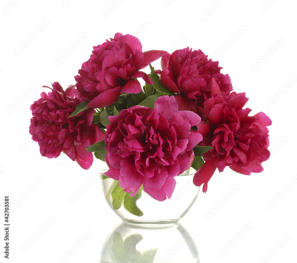 beautiful pink peonies in glass vase isolated on white