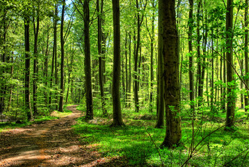 forest in the spring