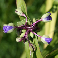 Buds Of Spiderwort (Tradescantia)
