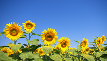 Curvy Sunflowers Over Clear Blue Sky