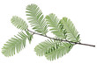 © Joachim - Mammutbaum - Metasequoia glyptostroboides