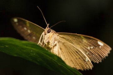 night butterfly portrait