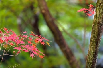 Wall Mural - red maple tree leaves