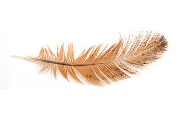 Sticker - golden feather on a white background