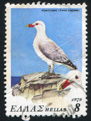 Poster - gull