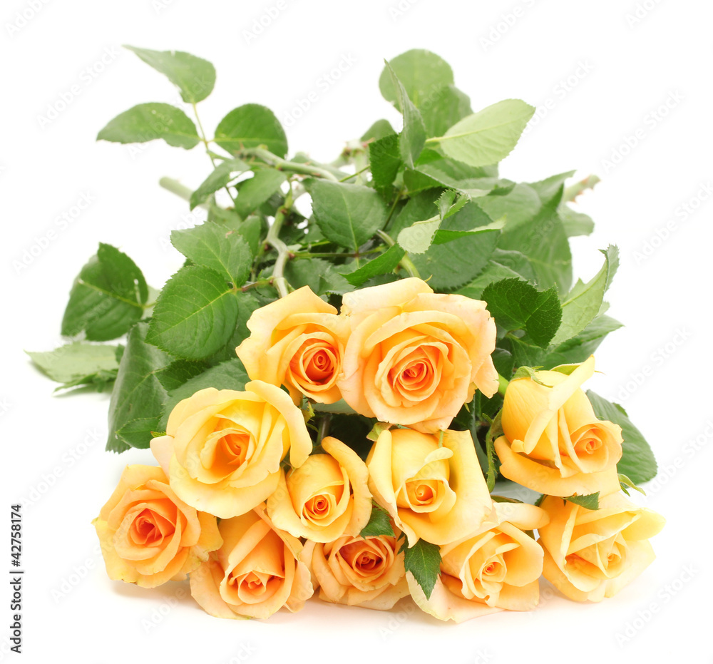 beautiful bouquet of roses isolated on white