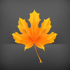 Wall Mural - Maple leaf, vector