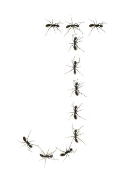 alphabet letters spelled by ant in line
