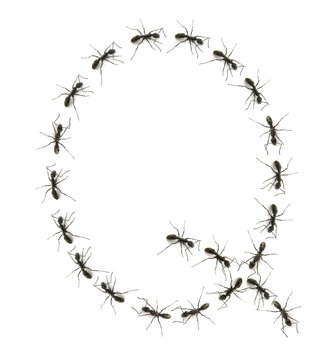 alphabet letters spelled by ant in line