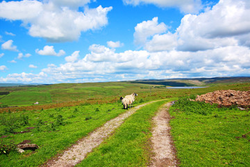 Canvas Print - English landscape with fields and sheep