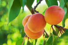 Ripe Apricots On The Branch In Fruit Orchard