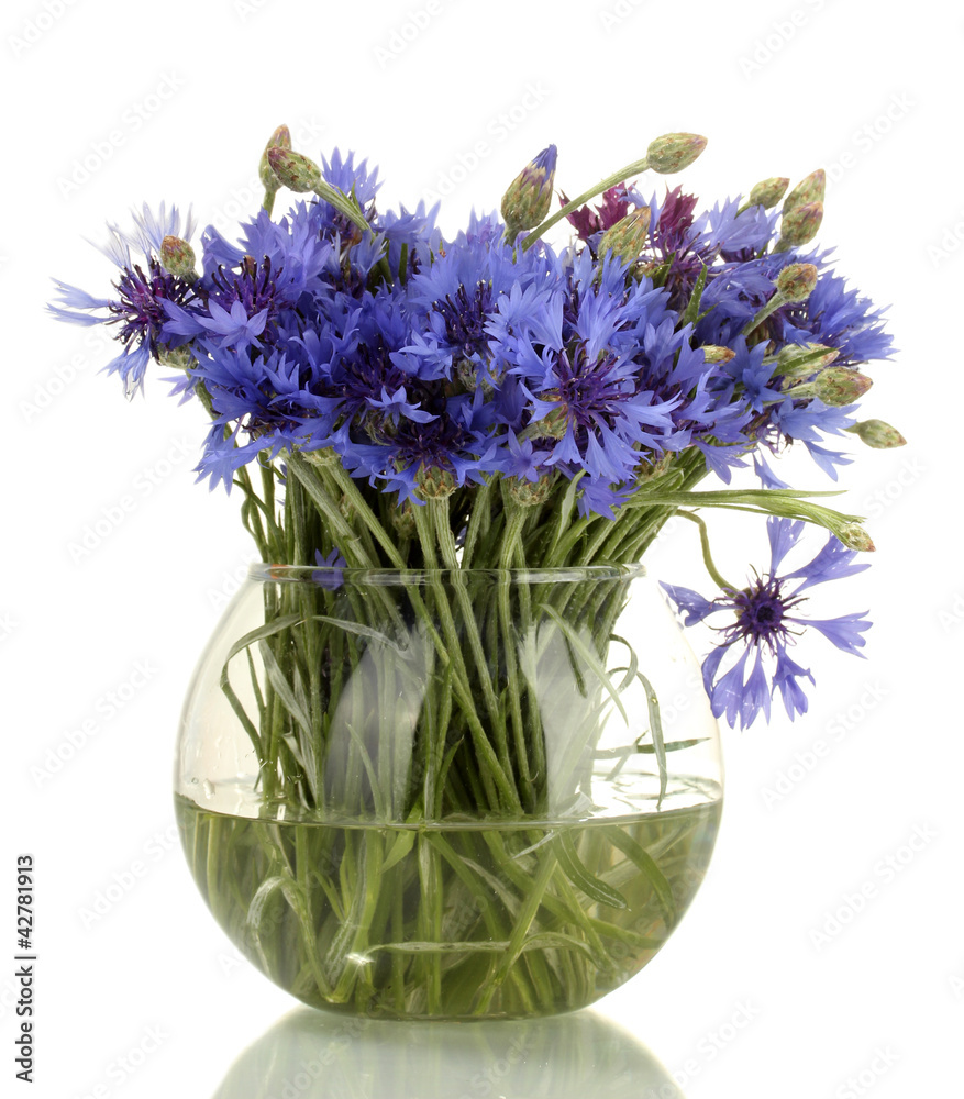 cornflowers in glass vase isolated on white
