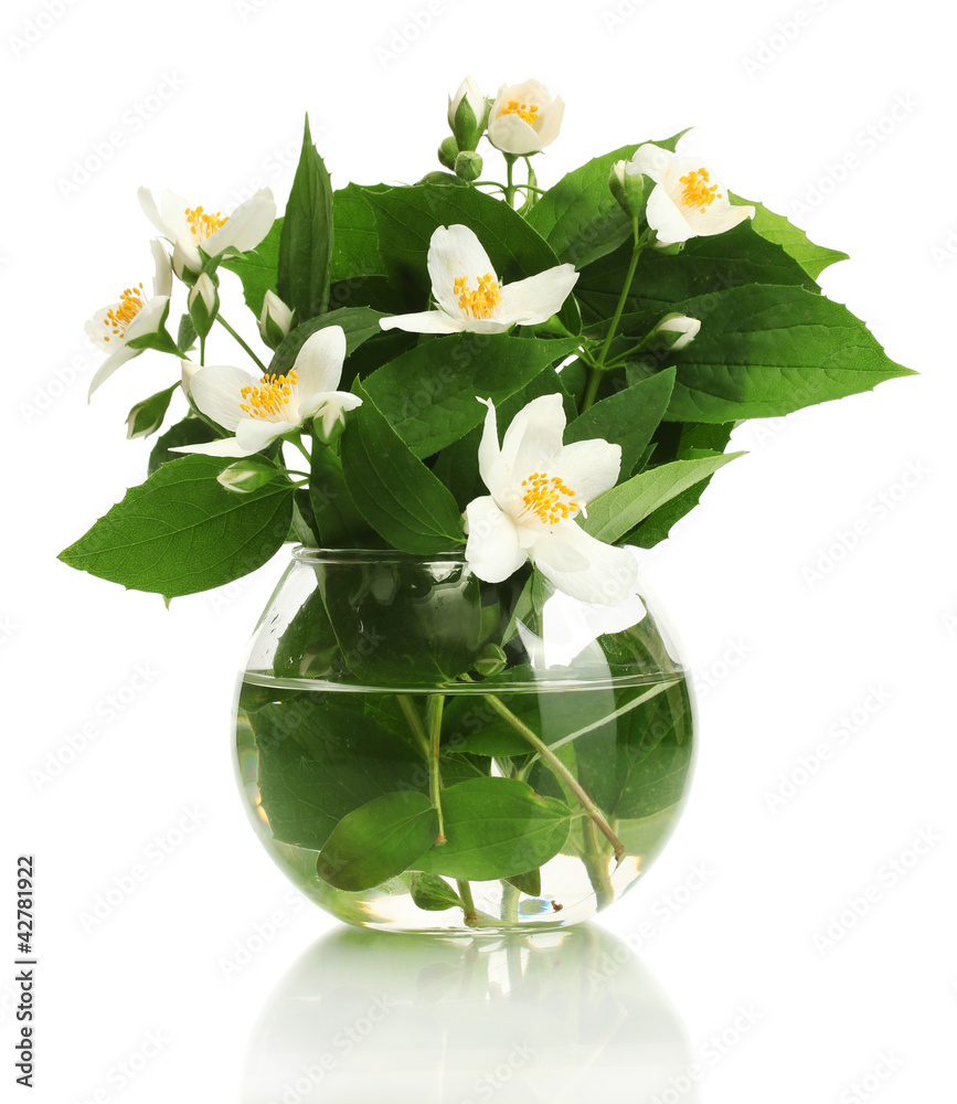 beautiful jasmine flowers in vase isolated on white