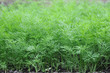 Organically grown dill in the soil. Organic farming in rural are