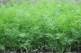 Organically grown dill in the soil. Organic farming in rural are