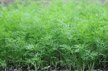 Organically Grown Dill In The Soil. Organic Farming In Rural Are