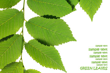 Wall Mural - Green elm leaves isolated on white. Natural frame