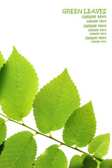 Wall Mural - Green elm leaves isolated on white. Leaves border