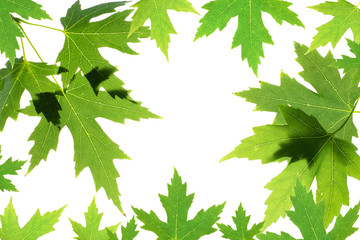 Wall Mural - Green maple leaves isolated on white. Natural frame