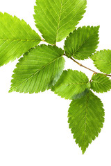 Wall Mural - Green leaves isolated on white. Leaves border