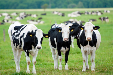 herd of cows on the pasture