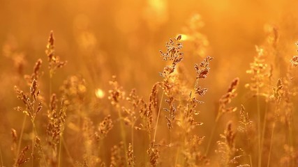 Wall Mural - Grass landscape in the wonderful sunset light