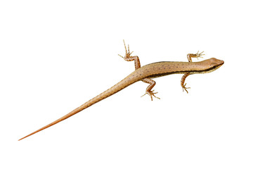 skink isolated on white background
