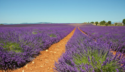 Canvas Print - Provence - Plateau de Valesole