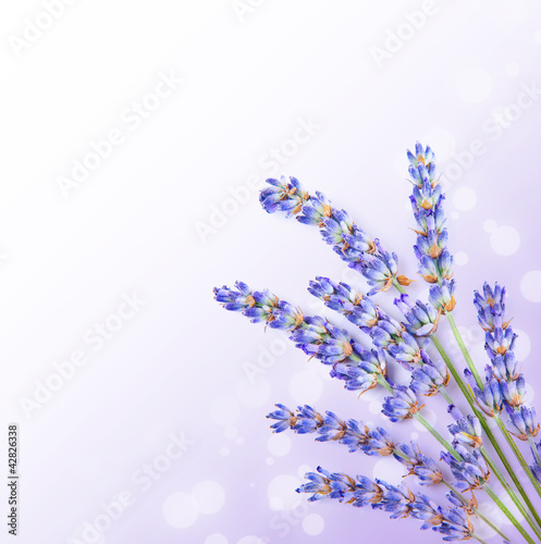 fresh-lavender-flowers-border