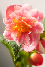 Pink Begonia Flower