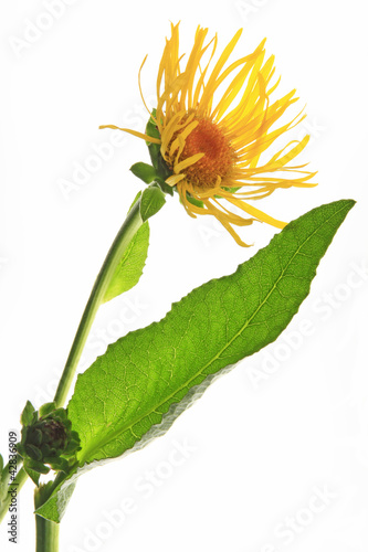 Inula helenium Echter Alant